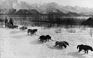 Dog Sled Prints: Dog team, between c1900 and c1930. Creator: Unknown