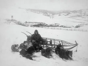 Dog Sled Prints: Dog team carrying mail, between c1900 and 1923. Creator: Unknown