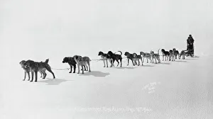 Alaskan Prints: Dog team at Seventh All Alaska Sweepstakes, April 13, 1914. Creator: Unknown