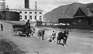 Dog team used to deliver laundry, between c1900 and 1923. Creator: Unknown