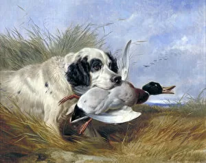 Mallard Gallery: Dog with Wild Duck, 19th century. Artist: Richard Ansdell
