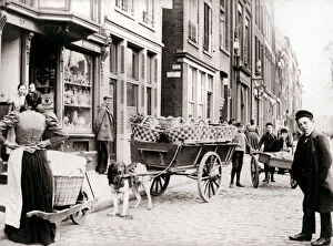 Dogcart Gallery: Dogcart, Antwerp, 1898.Artist: James Batkin