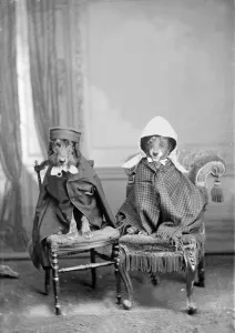 Humorous Prints: Dogs dressed in clothes, 1930s. Creator: Kirk & Sons of Cowes
