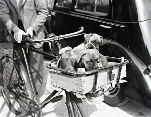Dogs in handlebar basket, c1955. Creator: Arthur Charles Kirby Ware