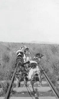 Nome Alaska United States Prints: Dogs pulling pupmobile, between c1900 and 1916. Creator: Unknown