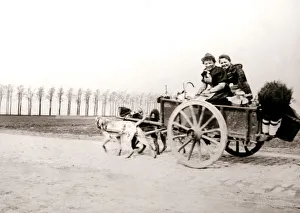 Dogs pulling women on a cart, Antwerp, 1898. Artist: James Batkin