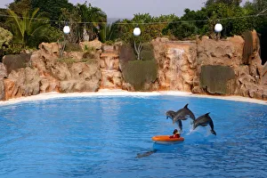 Canary Islands Prints: Dolphin show, Loro Parque, Tenerife, Canary Islands, 2007