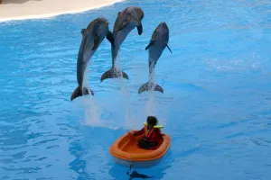 Dolphin show, Loro Parque, Tenerife, Canary Islands, 2007