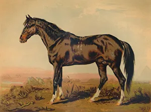 Cassell And Co Prints: A Dongola Horse, c1850, (c1879). Creator: James Ward