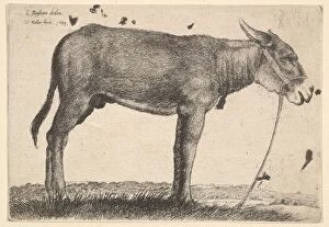 Bassano Jacopo Gallery: Donkey, 1649. Creator: Wenceslaus Hollar