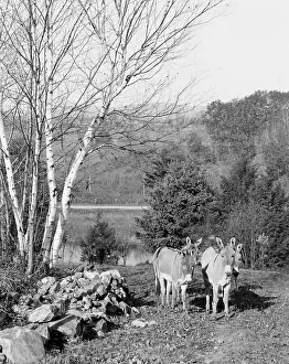 Donkeys in Berkshire Park, Pittsfield, Mass. between 1900 and 1906. Creator: Unknown