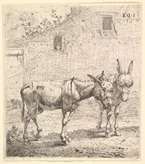 Two donkeys standing in a grassy yard, one in profile view facing right