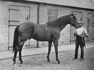 Stable Prints: Donovan, 1886-1905, (1911)