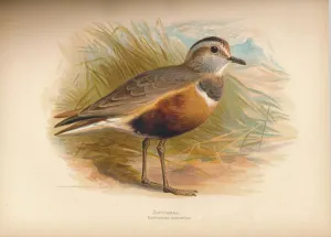 Grass Prints: Dotterel (Eudromias morinellus), 1900, (1900). Artist: Charles Whymper