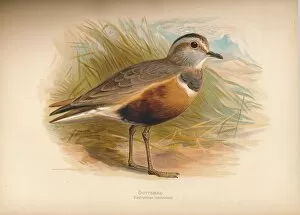 Charles Whymper Gallery: Dotterel (Eudromias morinellus), 1900, (1900). Artist: Charles Whymper