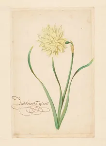 Daffodil Prints: Double, 1650-1699. Creator: Anon