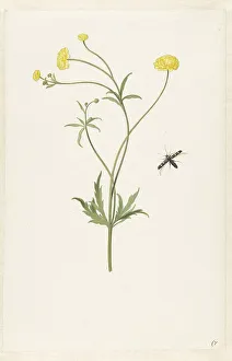 Double yellow ranunculus and insect, c.1674-c.1692. Creator: Pieter Withoos