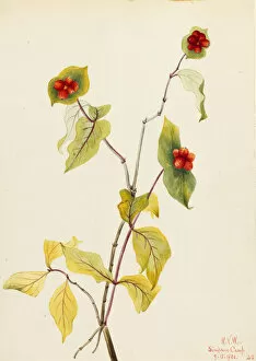 Berries Gallery: Douglas Honeysuckle (Lonicera glaucescens), 1922. Creator: Mary Vaux Walcott