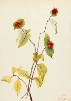 Stem Prints: Douglas Honeysuckle (Lonicera glaucescens), 1922. Creator: Mary Vaux Walcott
