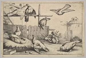 Wenzel Hollar Collection: Eight doves, 1625-77. Creator: Wenceslaus Hollar