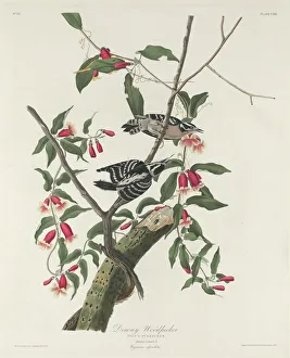 Woodpecker Prints: Downy Woodpecker, 1831. Creator: Robert Havell