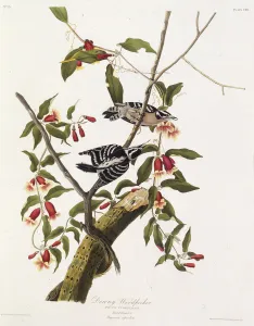 Audubon Prints: The downy woodpecker. From The Birds of America, 1827-1838. Creator: Audubon
