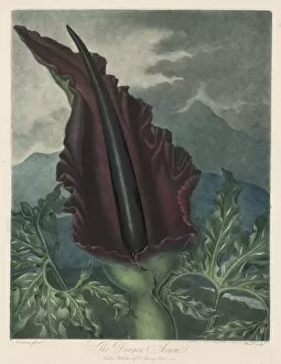 William Ward Gallery: The Dragon Arum, Black Calla or Solomons Lily, 1799-1807. Creator: Robert John Thornton (British)