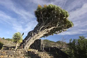 La Palma Prints: Dragon tree, La Palma, Canary Islands, Spain, 2009