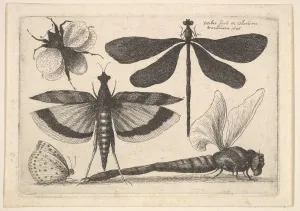 Wenceslaus And Xa0 Prints: Dragonflies and a bumble bee, 1646. Creator: Wenceslaus Hollar