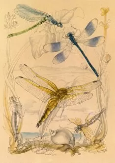 Geoffrey Gallery: Dragonflies, c1930s, (1945). Creator: Vere Temple