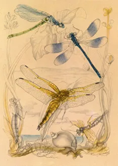 Dragonflies, c1930s, (1945). Creator: Vere Temple Dragonflies, c1930s, (1945). Creator: Vere Temple