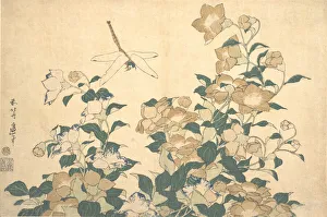 Katsushika Prints: Dragonfly and Bellflower, late 1820s. Creator: Hokusai