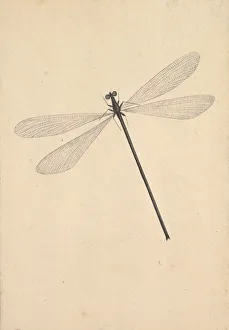 Nicolaas Prints: A Dragonfly, early 18th-mid 18th century. Creator: Nicols Struyk