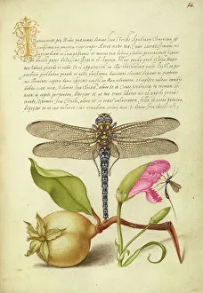 Pear Prints: Dragonfly, Pear, Carnation, and Insect