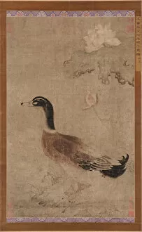 Drake and lotus flowers, Yuan dynasty, 1279-1368. Creator: Unknown
