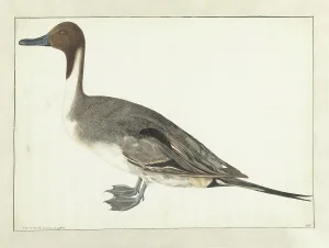Drake Pintail, 1682. Creator: Rochus van Veen