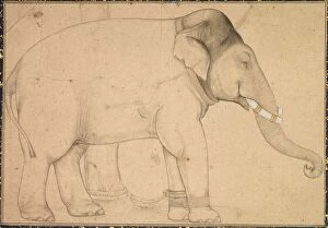 Mughal School Gallery: Drawing of an Elephant, c. 1700. Creator: Unknown