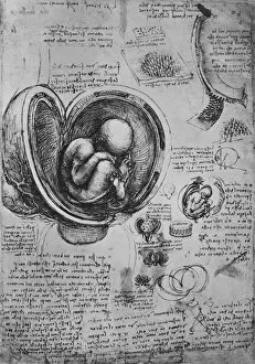 Curled Up Gallery: Drawings of an Embryo in the Uterus, c1480 (1945). Artist: Leonardo da Vinci