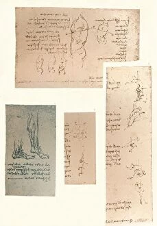 Theory Gallery: Four drawings illustrating the theory of the movements of the human figure, c1472-c1519 (1883)