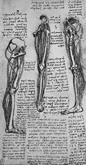Reynal Collection: Drawings of a Left Leg Showing Bones and Tendons, c1480 (1945). Artist: Leonardo da Vinci