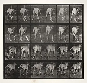 Eadweard J Muybridge Prints: Dread Trotting, 1887. Creator: Eadweard J