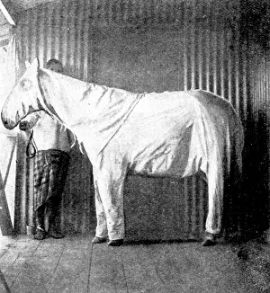 Flies Prints: 'Dressing' ponies for protection against the Tsetse Fly