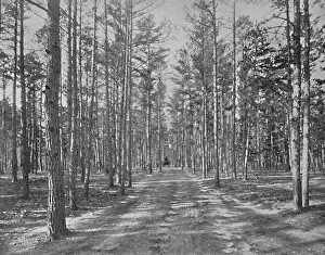 Cn Greig And Prints: Drive in Piney Wods Park, Lakewood, New Jersey, c1897. Creator: Unknown