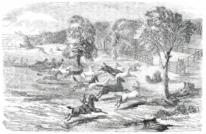 Settlers Prints: Driving Horses to the Stock-Yard, 1850. Creator: Unknown