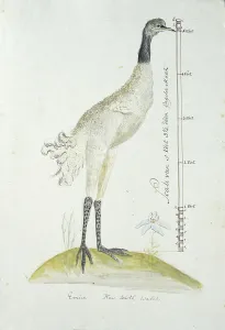 Flightless Prints: Dromaius novaehollandiae (Emu), 1770-1780. Creator: George Raper