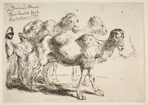 Dromedaries Prints: Three Dromedaries. n. d. Creator: Unknown