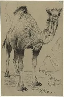 Austrian Collection: Dromedary, 1894. Creator: Richard Müller (Austrian, 1874-1930)