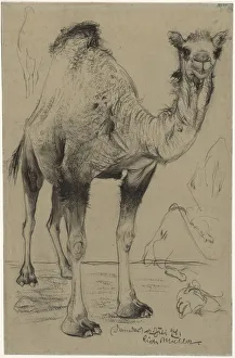 Dromedary, 1894. Creator: Richard Müller (Austrian, 1874-1930)