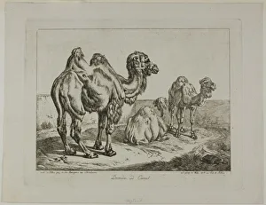Dromedary Prints: Dromedary and Camel, 1817. Creator: Johann Adam Klein