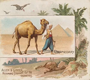 Dromedary Collection: Dromedary, from Quadrupeds series (N41) for Allen & Ginter Cigarettes, 1890